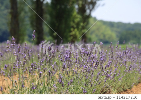 ラベンダー畑　【千葉県佐倉市佐倉ラベンダーランドにて】 114217210