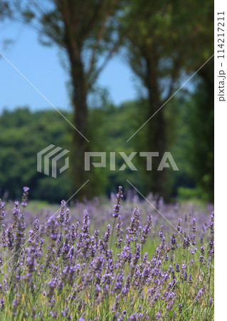 ラベンダー畑　【千葉県佐倉市佐倉ラベンダーランドにて】 114217211