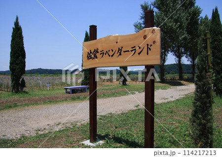 ラベンダー畑　【千葉県佐倉市佐倉ラベンダーランドにて】 114217213