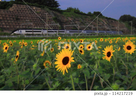 ヒマワリ畑とスカイライナー　【千葉県佐倉市佐倉ふるさと広場にて】 114217219
