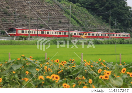 ひまわり畑を行く京急車両 【千葉県佐倉市佐倉ふるさと広場にて】 ひまわり畑を行く京急車両 【千葉県佐倉市佐倉ふるさと広場にて】 114217247