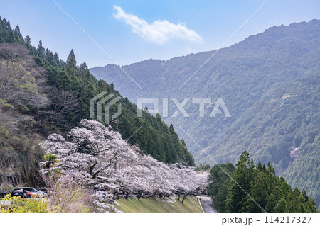 春の晴れた日の山と桜満開の美しい秋葉ダムの千本桜の風景(静岡県) 114217327