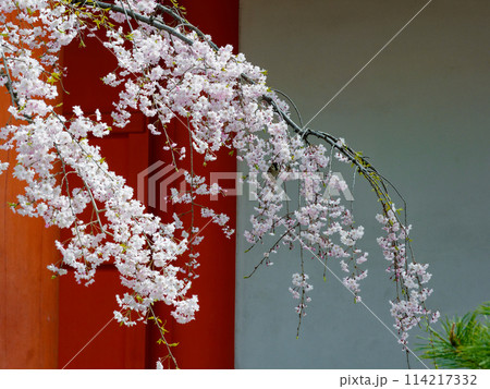 国宝蓮華王院　三十三間堂　東大門の桜 114217332