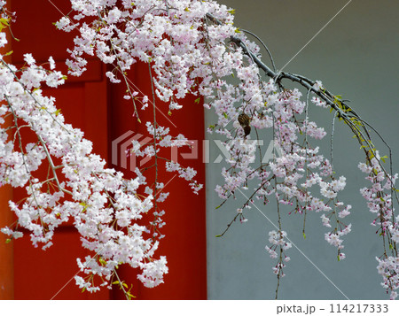 国宝蓮華王院 三十三間堂 東大門の桜 国宝蓮華王院 三十三間堂 東大門の桜 114217333