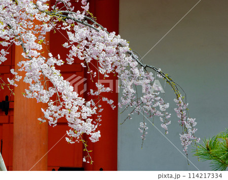 国宝蓮華王院 三十三間堂 東大門の桜 国宝蓮華王院 三十三間堂 東大門の桜 114217334
