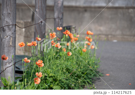 道路脇に咲くナガミヒナゲシ 道路脇に咲くナガミヒナゲシ 114217625