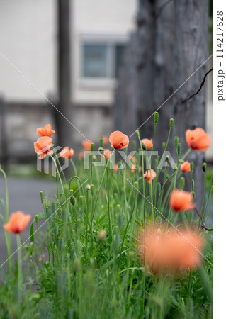 道路脇に咲くナガミヒナゲシ 114217628