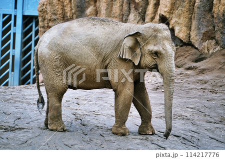 札幌市円山動物園　ぞう舎 114217776