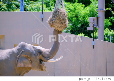 札幌市円山動物園 ぞう舎 札幌市円山動物園 ぞう舎 114217779