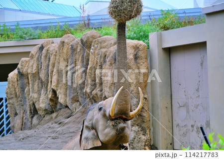 札幌市円山動物園　ぞう舎 114217783