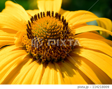 The photo captures the detailed textures of a blooming yellow flowers center. The photo captures the detailed textures of a blooming yellow flowers center. 114218009