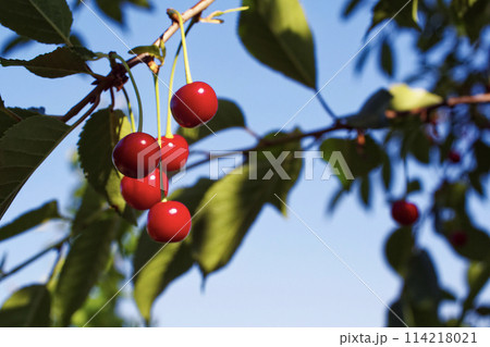 A cluster of shiny red cherries dangles from a branch, epitomizing fresh produce in nature. 114218021
