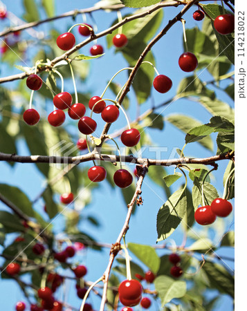 A bountiful cherry tree in daylight, where clusters of ripe cherries are prominently displayed against a backdrop of green leaves. 114218022