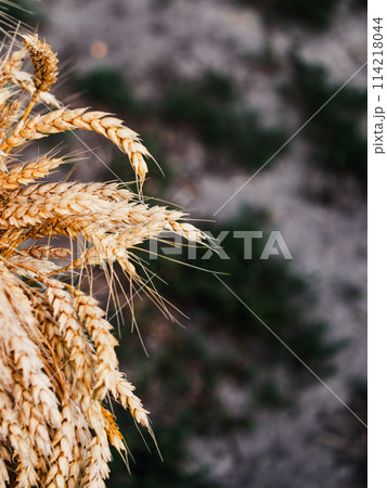 A detailed view of ripe wheat, ready for harvest, symbolizing fertility and natures bounty. A detailed view of ripe wheat, ready for harvest, symbolizing fertility and natures bounty. 114218044