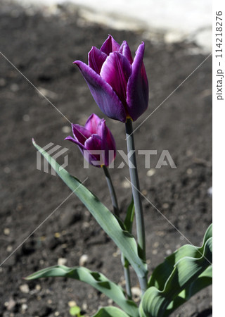 Purple tulip in the spring garden. A tulip on the background of the earth. A single flower. Purple tulip in the spring garden. A tulip on the background of the earth. A single flower. 114218276