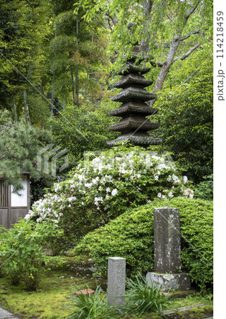鎌倉244 安国論寺15 つつじ 鎌倉244 安国論寺15 つつじ 114218459