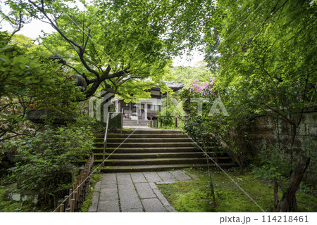 鎌倉244 安国論寺17 新緑 鎌倉244 安国論寺17 新緑 114218461