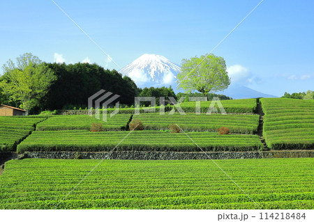 富士山と茶畑/静岡県富士市 大淵笹場 富士山と茶畑/静岡県富士市 大淵笹場 114218484