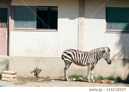 下をみつめるしまうま 114218507