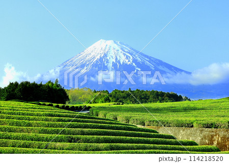 富士山と茶畑／静岡県富士市 大淵笹場 114218520
