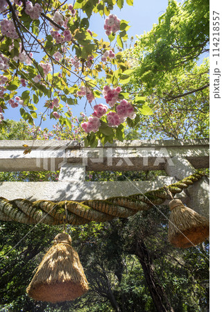 鎌倉244　八雲神社2　八重桜 114218557