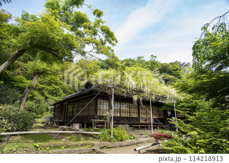 鎌倉245 英勝寺7 藤 鎌倉245 英勝寺7 藤 114218913