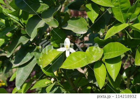 Lemon white blossom on a tree in the garden. Close-up of an isolated white flower against a green leaf background. Leaves of a fruit tree after insecticidal spray. 114218932