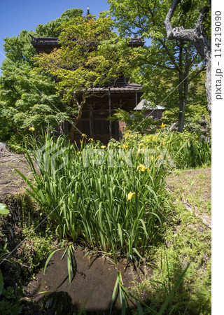 鎌倉245　英勝寺36　水仙 114219090