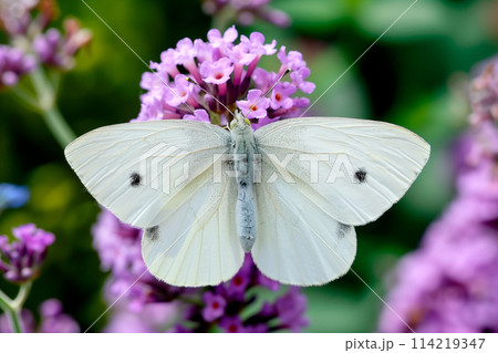 Beautiful White butterfly rests among the foliage of a garden 114219347