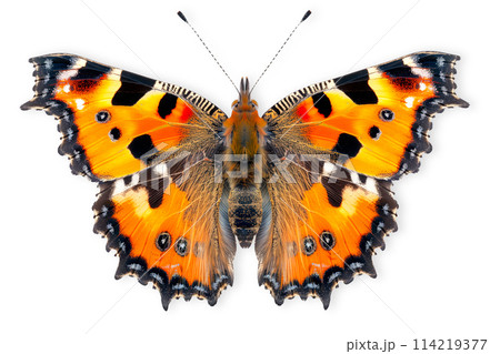 Beautiful Small Tortoiseshell butterfly isolated on a white background with clipping path 114219377