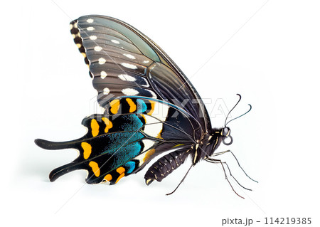 Beautiful Luzon Peacock Swallowtail Blue butterfly isolated on a white background. Side view 114219385