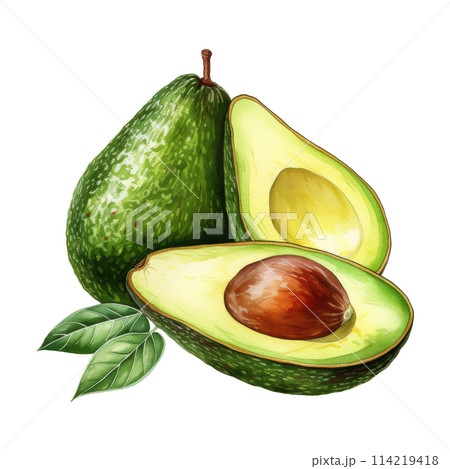 Watercolor Painting of Fresh Avocados Watercolor Painting of Fresh Avocados 114219418