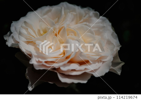 はな阿蘇美のバラ 114219674