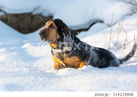 A young bloodhound puppy walks through deep snow on a frosty sunny day.  114219806