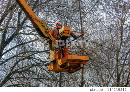 Municipal workers stand with a chainsaw in a crane basket and trim dangerous trees Municipal workers stand with a chainsaw in a crane basket and trim dangerous trees 114219811