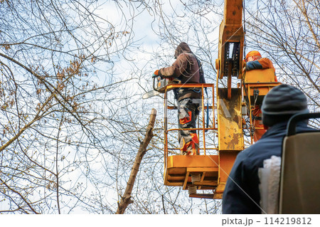 Municipal workers stand with a chainsaw in a crane basket and trim dangerous trees 114219812