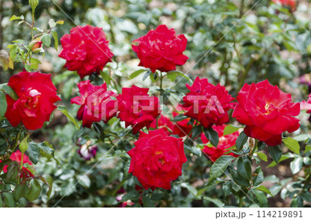 Roses in the garden, Roses are beautiful with a beautiful sunny day. Roses in the garden, Roses are beautiful with a beautiful sunny day. 114219891