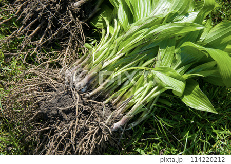 Various green terrestrial plants with roots scattered in grass Various green terrestrial plants with roots scattered in grass 114220212