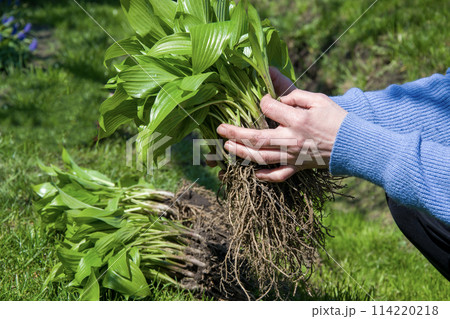 Person holding various terrestrial plants, grasses, and shrubs in hands 114220218