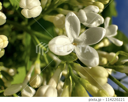 Close up photo of a white blossom with green foliage Close up photo of a white blossom with green foliage 114220221