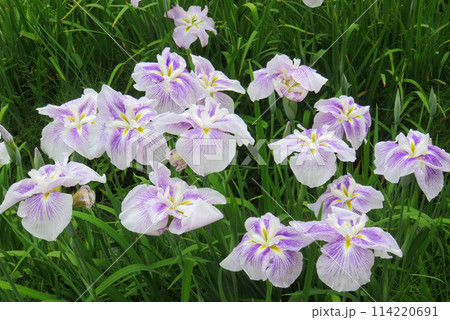 花菖蒲 114220691