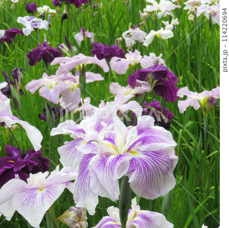薄紫色の花菖蒲 薄紫色の花菖蒲 114220694