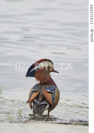 Mandarin duck Aix galericulata in Beihai park in Beijing, China Mandarin duck Aix galericulata in Beihai park in Beijing, China 114221084