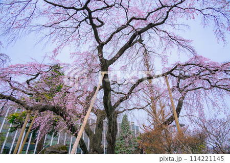 塩尻市役所の枝垂れ桜 塩尻市役所の枝垂れ桜 114221145