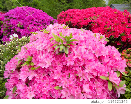 満開のツツジの花 114221343