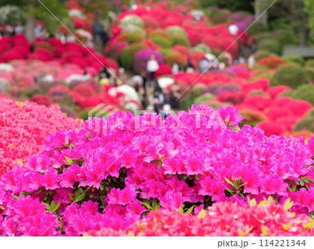 満開のツツジの花 満開のツツジの花 114221344