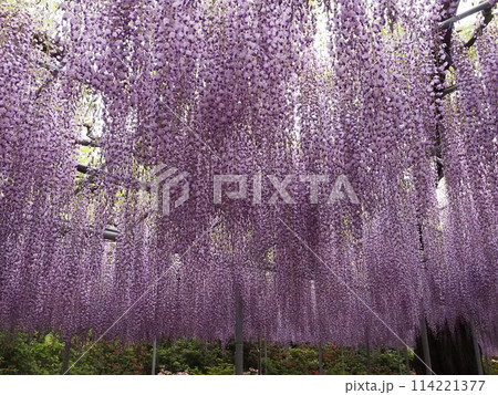 藤の花のある風景 114221377