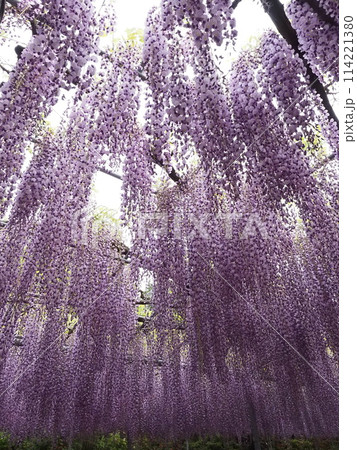 藤の花のある風景 114221380