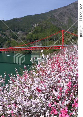 花桃と大渡ダム大橋　（高知県　仁淀川町） 114221422