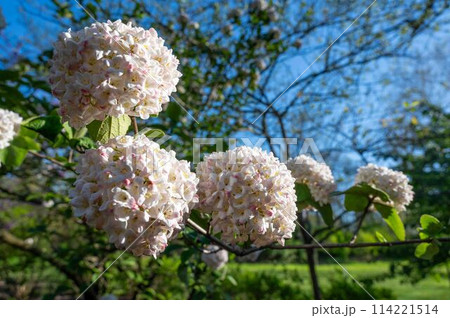 Beautiful balls of pink white hydrangea flowers with nature background Beautiful balls of pink white hydrangea flowers with nature background 114221514